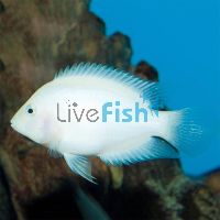 White Convict Cichlid 5cm