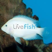 White Convict Cichlid 7cm