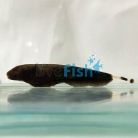 Knife Fish White Ghost 10cm 