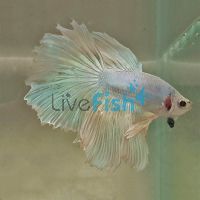 Assorted Male Select Halfmoon Rosetail 6cm