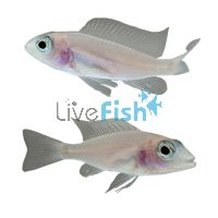 Sciaenochromis White Knight 4cm