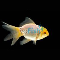 White Oranda 7cm