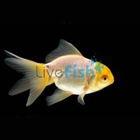 White Oranda 9cm