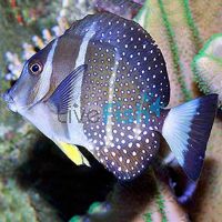 Tang Mustard White Spot - Small
