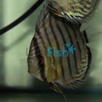 Wild Green Discus 9cm