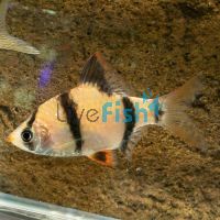 Wild Tiger Barb 4cm