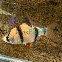 Wild Tiger Barb 4cm