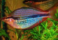 Wonga Creek Rainbow 5cm