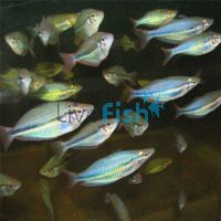 Wonga Creek Rainbow 5cm