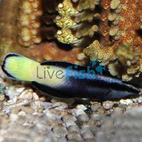 Wrasse Bicolour Cleaner - Medium