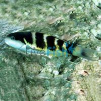 Jansen Wrasse - Medium