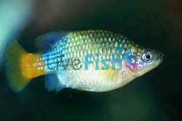 Redtailed Goodeid 4cm