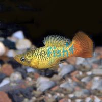 Variatus Platy 3.5cm