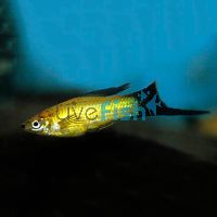 Gold Wagtail Swordtail 4cm 