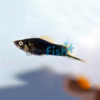 Black Swordtail 4cm 