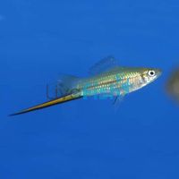 Green Swordtail 5cm