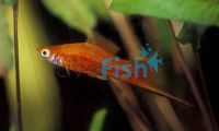 Assorted Male Swordtail 5cm