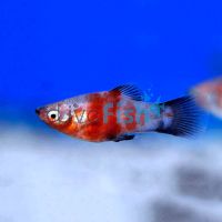 Comet Tiger Platy 4cm