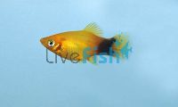 Mickey Mouse Sunset Platy 4cm