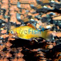 Yellow Comet Platy 4cm