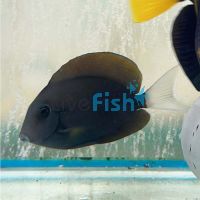 Tang - Yellow Achilles / Monrovia Surgeon - Medium