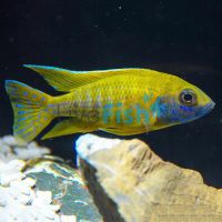 Yellow Benga Peacock 10cm