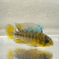 Yellow Borelli Apistogramma 4cm