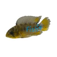 Yellow Borelli Apistogramma 4cm