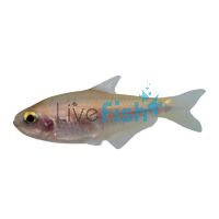 Yellow Emperor Tetra 2cm
