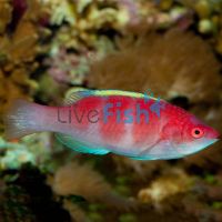 Yellow Fin Fairy Wrasse - Large