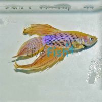Yellow Male Fighter 6cm 