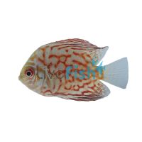 Yellow Pigeon Checkerboard Discus 5cm