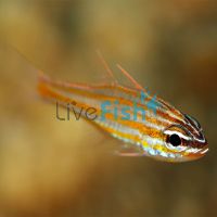 Yellow Striped Cardinalfish - Medium
