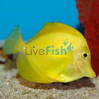 Yellow Tang - Medium 
