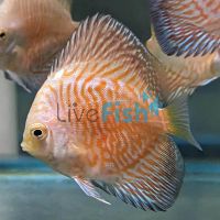 Yellow Tiger Discus 7cm
