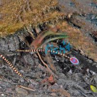 Pipefish Zebra - Medium
