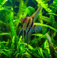 Zebra Angel Fish 3.5cm