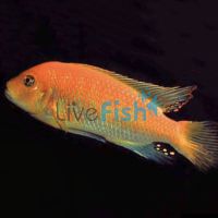 Red Zebra, Pulu Point 9cm