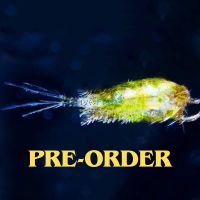 Live Copepods 2.5k 500ml
