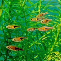 Red Rasbora Hengeli 2cm