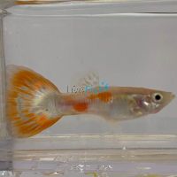 Male Pigeon Blood Guppy 3.5cm