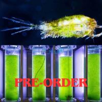 Copepods & Algae Mix