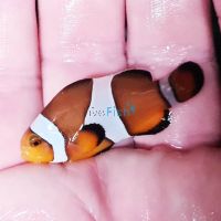 2x Mocca Clownfish 3cm