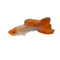 Male Koi Guppy 3.5cm