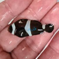 3x Black and White Misbar Clownfish