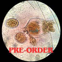 Live Rotifers Fresh / Brackish 200K - Small Strain (PRE-ORDER)