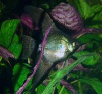 Black Angelfish 3.5cm 
