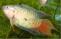 Paradise Fish Male 6cm