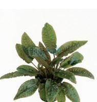 Asst. Bareroot Crypts - Small