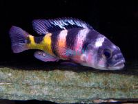 Astatotilapia Calliptera 5cm